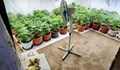 Разкриха високотехнологична наркооранжерия в село Извор