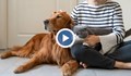 Отчитат бум на незаконната търговия с домашни любимци у нас