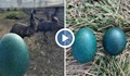 Емутата в бургаския зоопарк снесоха тюркоазени яйца
