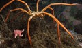 Морските паяци могат да регенерират цели части от тялото си