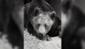 Почина един от първите обитатели на Парка за танцуващи мечки в Белица