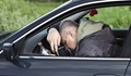Задържаха мъртво пиян шофьор в Разград