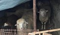 Петима са задържани за кражба на животни от ферма край Сливен