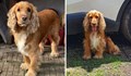 Търси се изгубен кокер шпаньол в Русе
