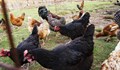 Откриха огнище на птичи грип в град Етрополе