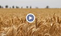 Зърнопроизводители в Русе поискаха предоговаряне на условията в Зелената сделка