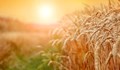 Русенски зърнопроизводител: Ако топлото време продължи повече от две седмици, ще се появи проблем