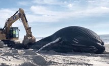 Океанът изхвърли огромен кит на брега на САЩ