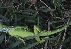 Синоптиците предупредиха за падащи игуани поради внезапното застудяване Дъжд от замръзнали