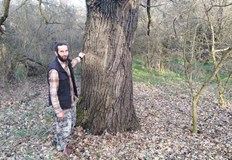 За вековните дървета в местността Образцов Чифлик сигнализира хижарят на