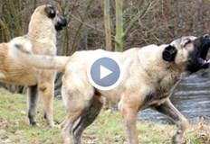 Момичето е зверски нахапано от домашни кучета в МонтанскоИнцидентът се