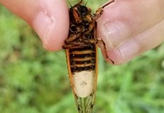 Това е феноменът на гъбичките зомбита които заразяват насекомите и