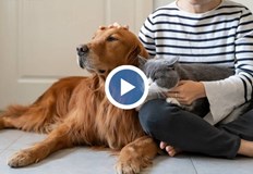 60 от кучетата се продават без микрочип и паспортБум на