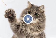 Бургаската полиция се самосезира по клипове с насилие над котки