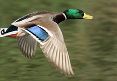 Традиционно най голяма е числеността на зеленоглавата патица и големия корморанЕкспертите