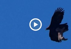 Царският орел е сред защитените видове в КитайФотограф засне в