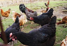 Предстои хуманното умъртвяване на около 25 хиляди засегнати птици и