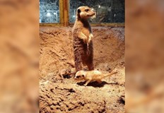 Малките сурикати са родени в края на миналата годинаОт края