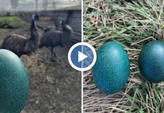 Защо цветът на яйцата е такъв Емутата в бургаския зоопарк