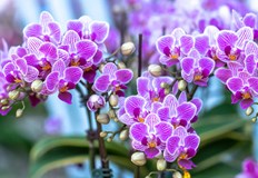 През зимата орхидеята не трябва да е до източниците на