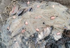 Незаконно уловената риба открита в мрежите е върната обратно във