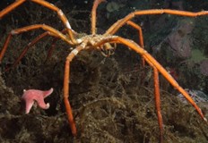 Механизмите които откриваме при членестоногите могат да помогнат за медицинското