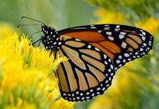 Красивите насекоми оцеляват благодарение на мазнината складирана в телата имПеперудата