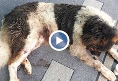 През последните дни има и случай на простреляно куче съобщават