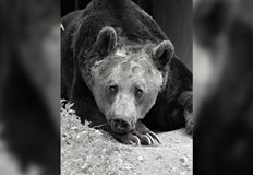 Мечокът Добри беше на 36 годиниПочина един от първите обитатели