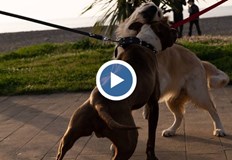 Собственичката на пострадалото животно го спасила с риск да бъде