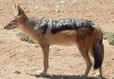 Хищниците са бич за зайци и елени през пролеттаСлед закриването