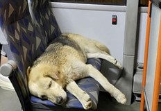 Софиянци споделят в социалните медии снимки на кучета които редовно