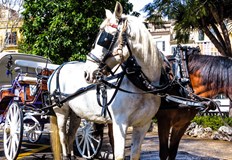 Файтон втора ръка но в добро състояние и без нужда