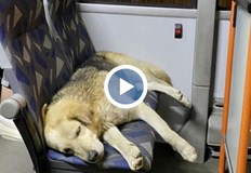 Пътешествието на Сами започва от Копривщица където е забелязан да