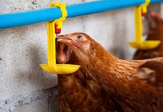 Яйцата в повечето хранителни магазини в Русе идват от птицефермата