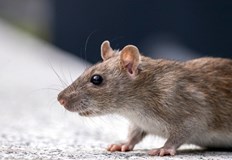 Хората споделят че плъховете са навсякъдеПандемията очевидно е била полезна