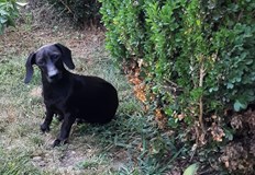 Гери Иванова отправя апел във фейсбук и се надява домашният