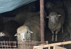 Откраднати са били 100 броя бременни овце като щетата е