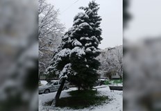 Сигнал за опасното дърво подаде русенка в групата Сигнали към