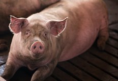 Животното блъснало работника и той се самонаръкал с 40 сантиметров ножМесар