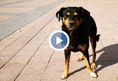 Животните са обитавали манастира Света Богородица край село АйдемирАрестуваха 59 годишен