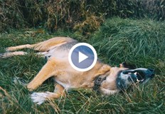 Кучето е заведено във ветеринарна клиника но за съжаление не