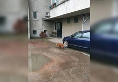 Във фейсбук групата Русе е пуснат сигнал за скитащо куче