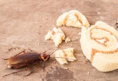 БАБХ се е самосезирала след публикация за наличие на хлебарка