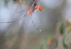 Максималната температура в Русе ще достигне до 17 градусаМежду 10