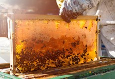 Пробивът увеличава надеждите за ново оръжие срещу болестите редовно опустошаващи