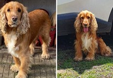 Да помогнем на семейството да намери своето куче Изгубен от 4