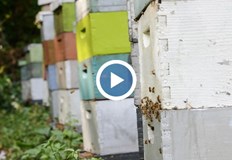 Пчелите в кошерите може да намалеят наполовина алармират пчеларитеНеобичайно топлата