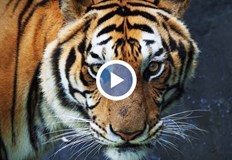 Случаят е от американския град ФиниксПолицията в американския град Финикс