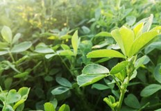 Пекин има предпазлив подход към ГМ технологията и досега не